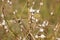 Closeup on kentish snails on common chicory branches with selective focus on foreground