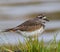 A Closeup Of A Killdeer Bird On An Early Morning