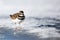 Closeup of the killdeer, Charadrius vociferus. A large plover found in the Americas.