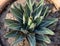 Closeup of a king of agaves plant