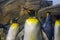 Closeup of a king penguin, colony of penguins in the background, aquatic flightless bird from antarctica