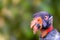 Closeup King Vulture Face With Copy Space