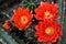 Closeup of kingcup cactus, claret cup, and Mojave mound cactus flowers