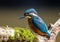 Closeup of a kingfisher on a mossy log in sunlight