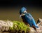 Closeup of a kingfisher on a mossy log in sunlight