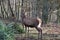 Closeup of a kingly brown stag