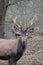 Closeup of a kingly brown stag