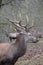 Closeup of a kingly brown stag