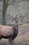 Closeup of a kingly brown stag