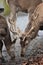 Closeup of kingly brown stags