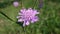 Closeup of a Knautia arvensis in a filed under the sunlight with a blurry background