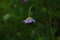 Closeup of a Knautia arvensis growing in a garden