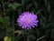 Closeup of a Knautia flower in a field