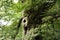 Closeup of a knobby tree trunk with a branch stump in the forest