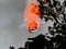 Closeup of koi fish - a colored variety of the Amur carp