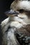 Closeup Kookaburra