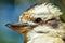 Closeup of a Kookaburra