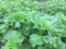 Closeup Korean Green leaf mustard growing in the garden