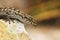 Closeup of Kotschy`s Naked-toed Gecko