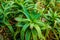 Closeup of krantz aloe plants, popular cultivated plant specie, tropical nature background