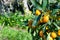 Closeup of kumquat on the plant