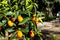 Closeup of kumquat on the plant