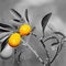 Closeup of a kumquat plant with selective desaturation effect