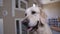 Closeup labrador portrait barking at pet clinic
