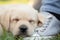 Closeup Labrador puppy portrait photo