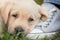 Closeup Labrador puppy portrait photo