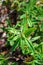 Closeup of labrador tea leaves in the forest