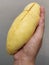 Closeup lady hand holding yellowish organic riped durian  on grey background, Southeast asia tropical smell fruit