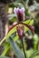 Closeup of a Lady`s-slipper orchid Cypripedium calceolus in springtime