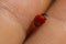 Closeup of a ladybird