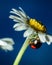 Closeup of Ladybird beetle (Coccinellidae) on white chamomile petals on blue background