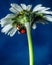 Closeup of Ladybird beetle (Coccinellidae) on white chamomile petals on blue background