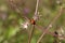 Closeup of a Ladybird beetle on plants in a field under the sunlight