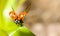 Closeup of ladybird on green grass