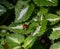 Closeup of Ladybird Ladybug on green leaf