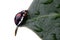 Closeup of Ladybird on leaf