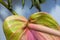 Closeup ladybug crawling on fresh anthurium flower with blurred background. Event decoration with fresh flowers