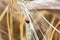 Closeup of a ladybug on a golden barley head