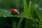 Closeup of ladybug on grass, Generative AI