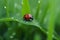 Closeup of ladybug on grass, Generative AI