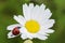 Closeup of ladybug sitting on a daisy flower