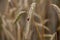 Closeup of a ladybug on the stem of a dried ear of wheat