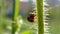 CloseUp of ladybug on the twig