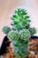 Closeup Ladyfinger Cactus, a Mini Thorny Succulent Houseplant with Selective Focus