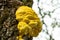 Closeup of Laetiporus sulphureus - common names are crab-of-the-woods, sulphur polypore, sulphur shelf, and chicken-of-the-woods