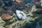 Closeup of a Lagoon Triggerfish in aquarium environment